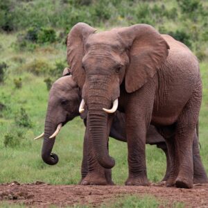 Addo Elephant Park Tour - Closed Vehicle