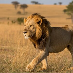 Amakhala Game Reserve