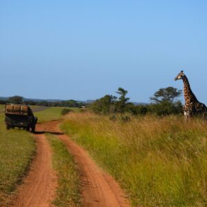 Addo Elephant Park Tour - Open Vehicle