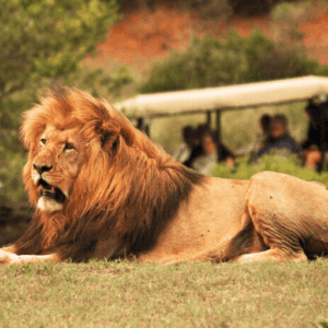 Schotia Safari